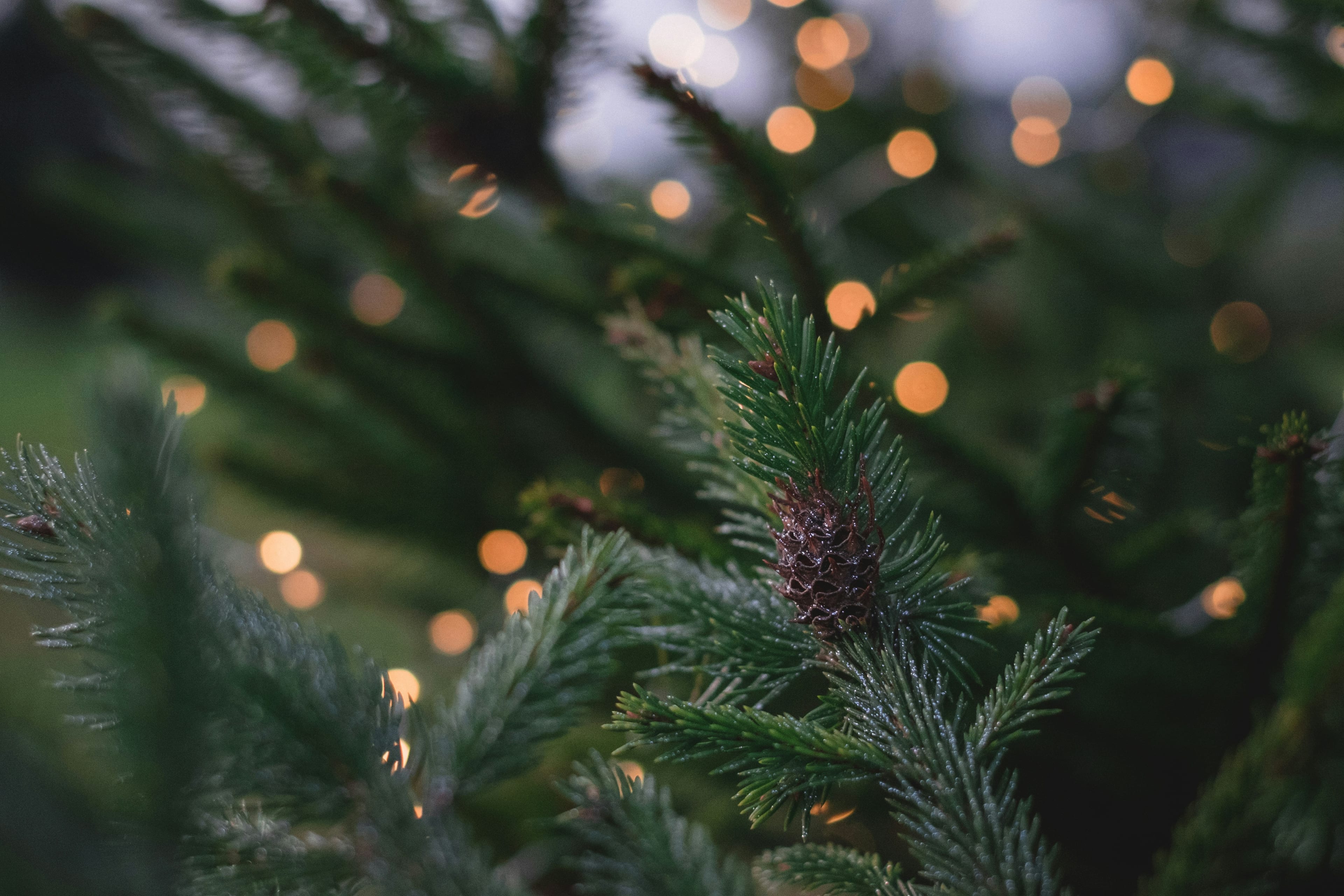 "Frohe Weihnachten" auf Spanisch: Varianten, Aussprache, Kontext